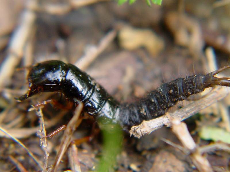 Larva di Coleoptera (Ocypus sp.)